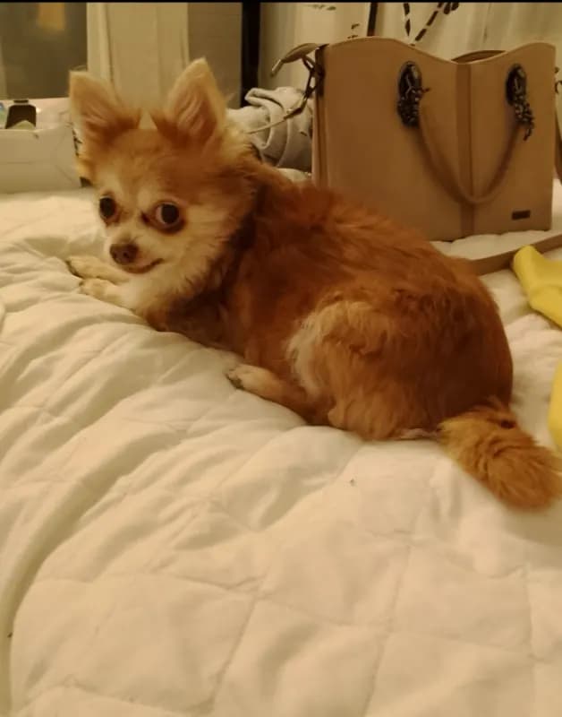 Bella