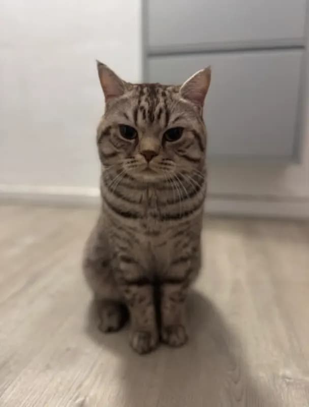 Django