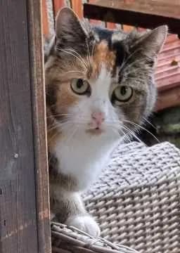 Toffie