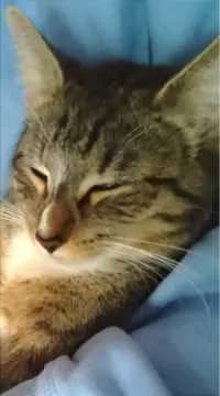 Mimi