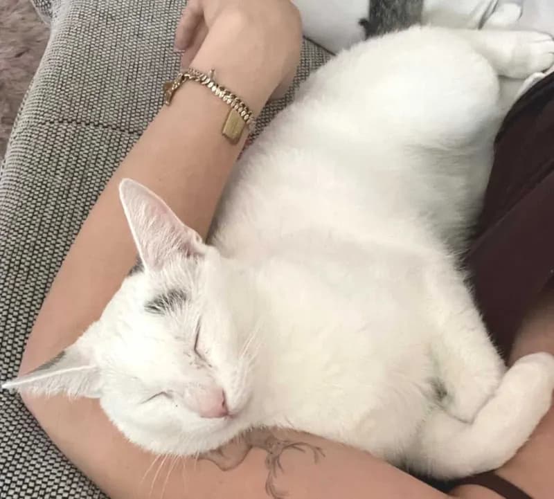 Miezi