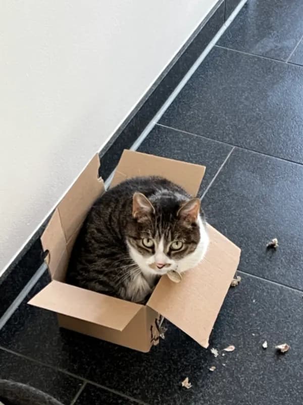 Kitty