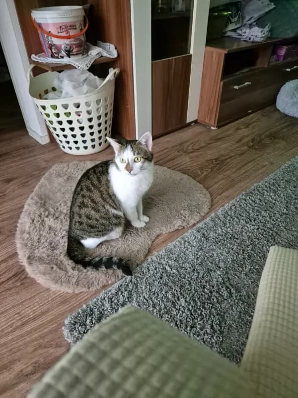 Balu
