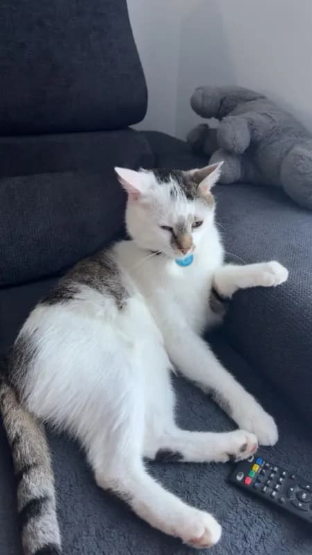 Sammy