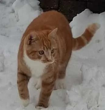 Pumba