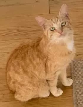 Juno