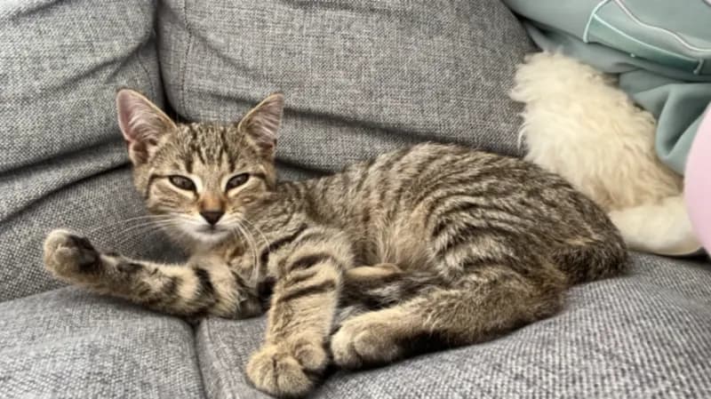 Giacomo