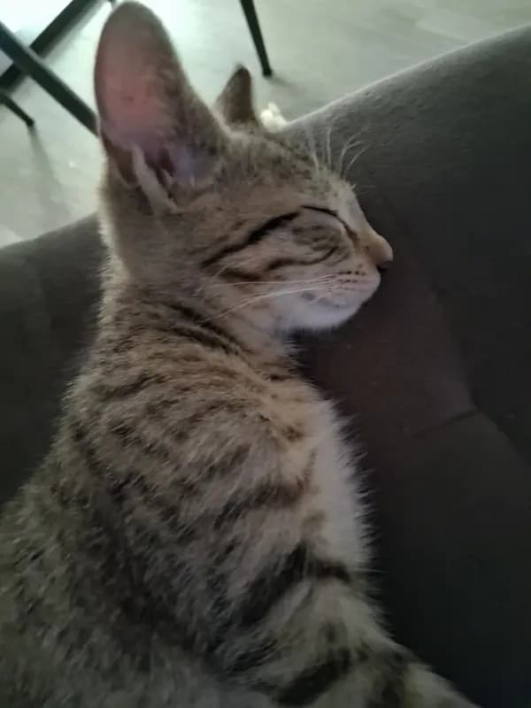Yuki