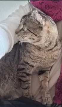 Simba