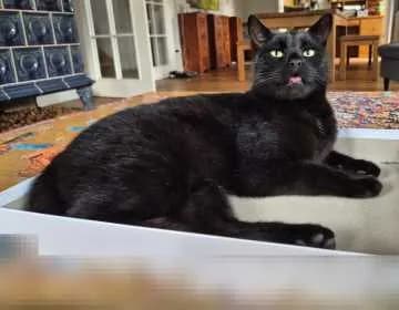 Mogli