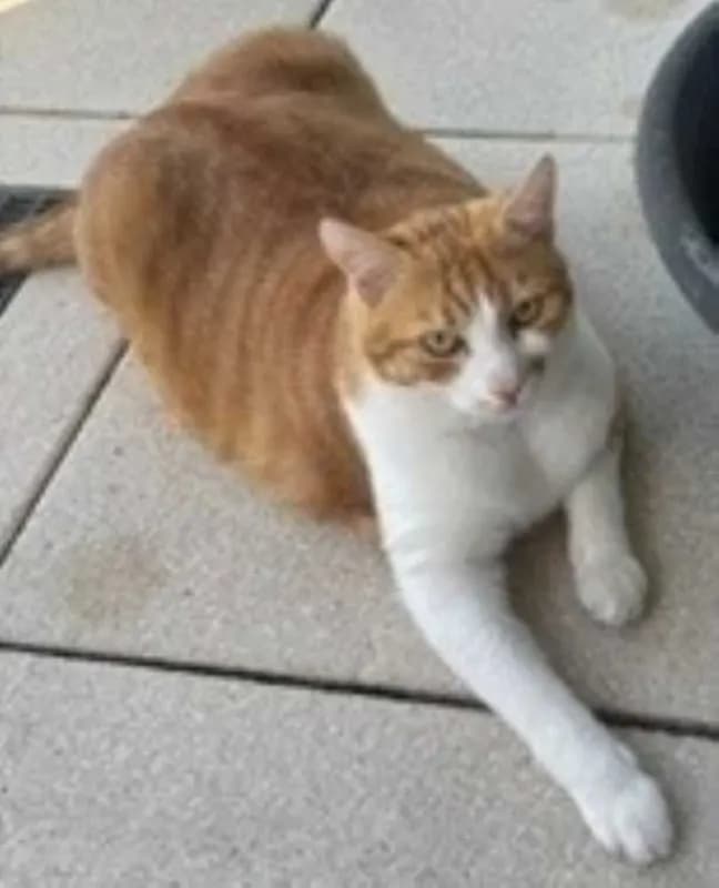 Leo
