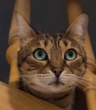 Myra