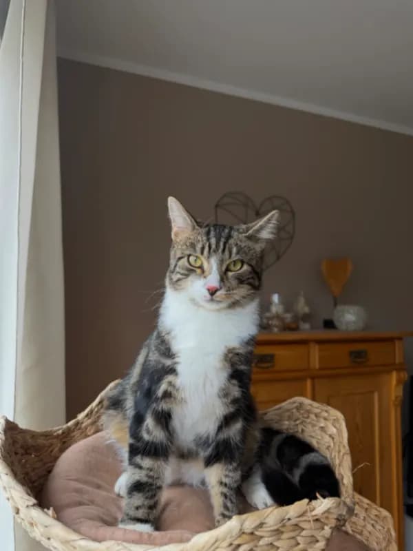 Simba