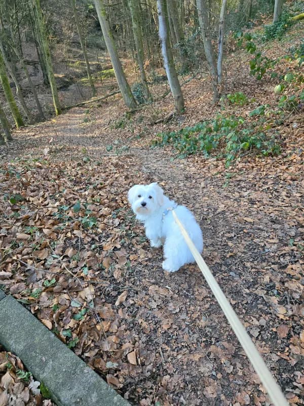 Poko