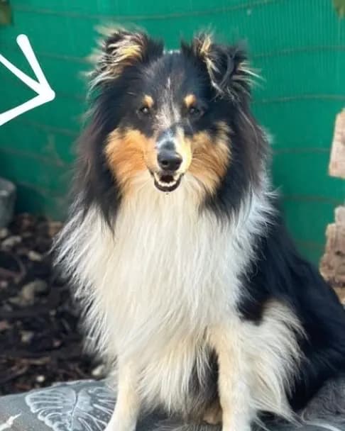 Oscar