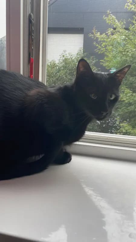 Matti