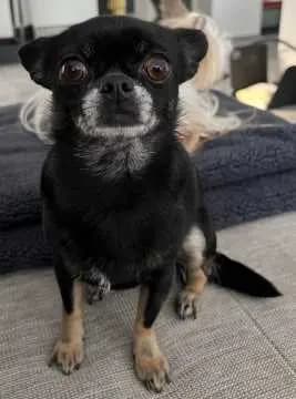 Lotti