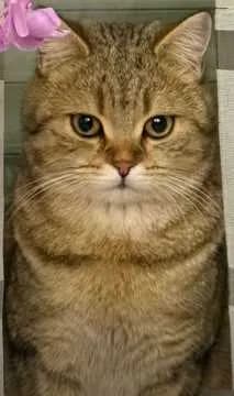 Oscar