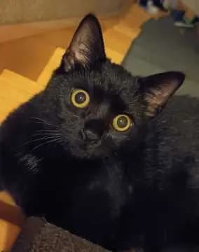 Cosmo