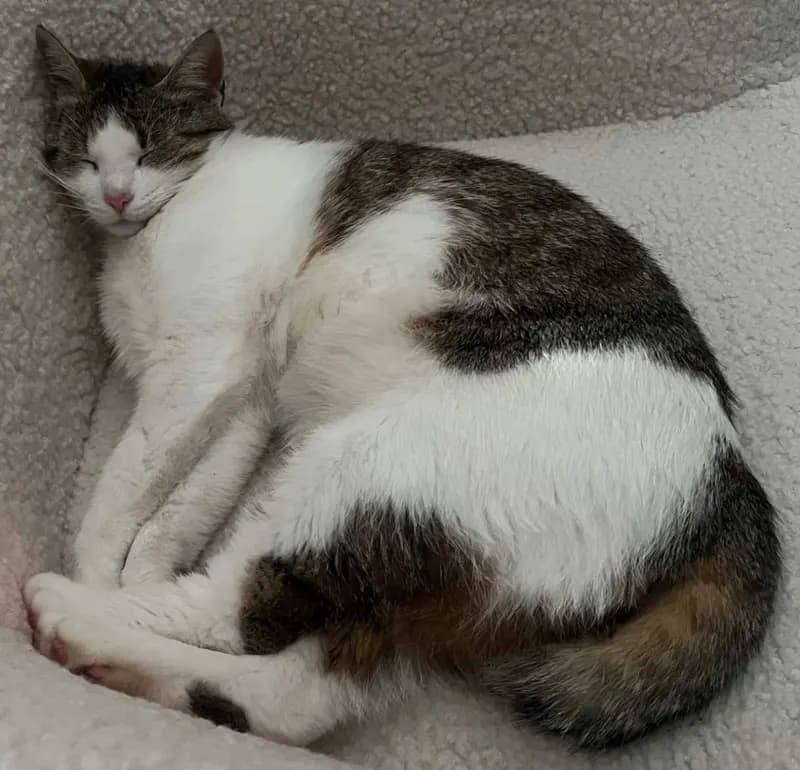 Zenka