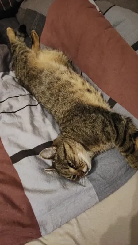 Freya