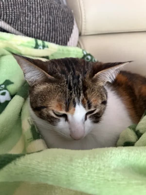 Cleo