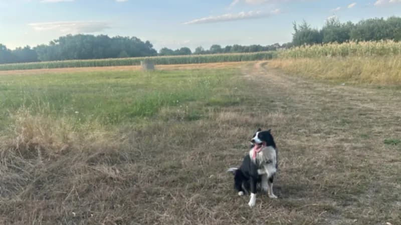 Kodi