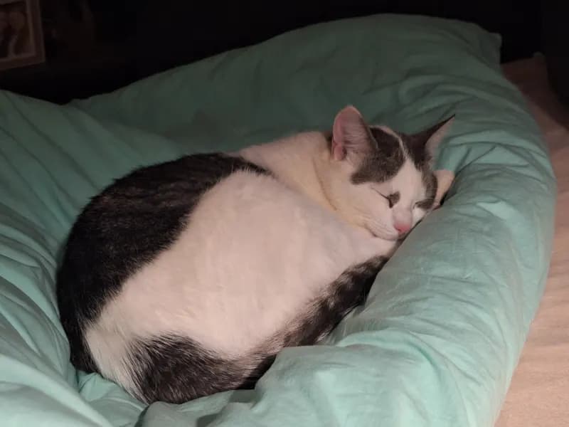 Kleine