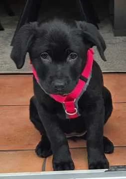 Lucy