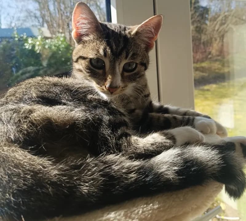 Molli