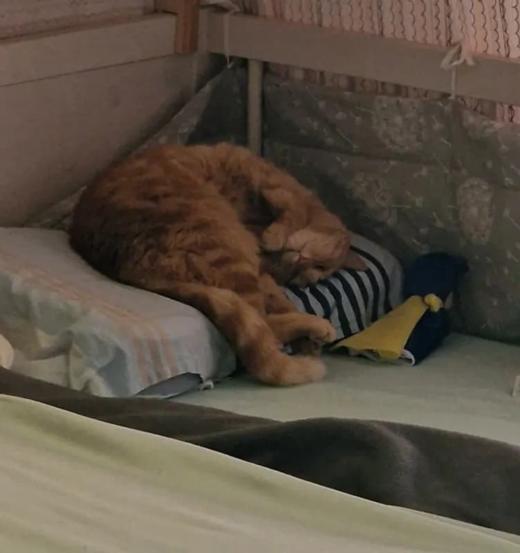 Simba
