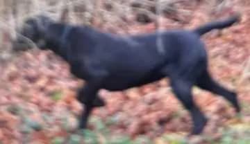 Amsel Vom Paulsborn