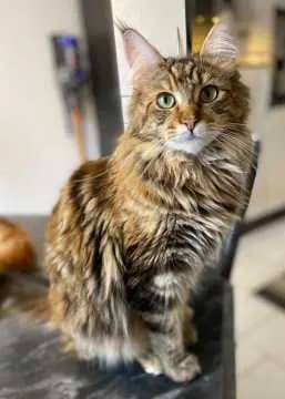 Toffee