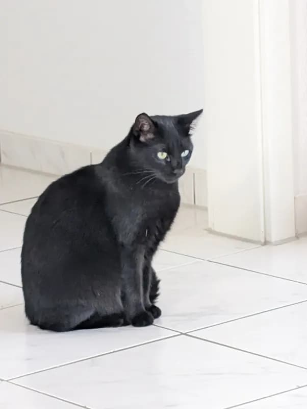 Nala