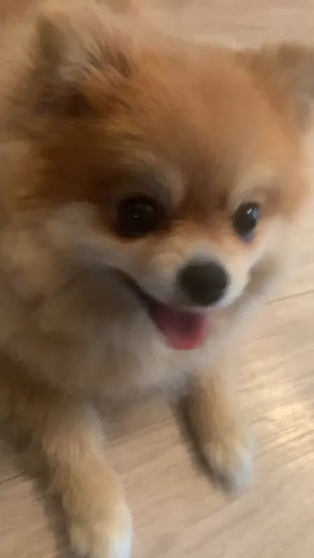 Bella