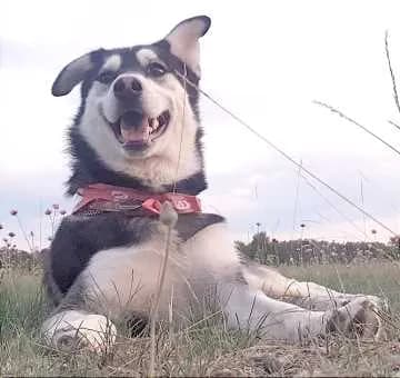 Sam