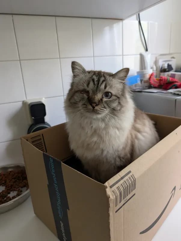 Rudi