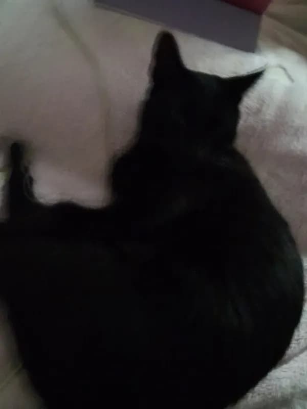 Cesar