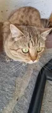 Rischka