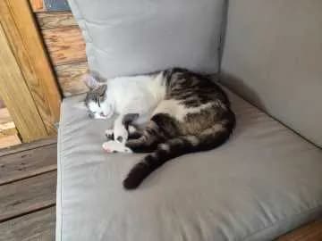 Mau
