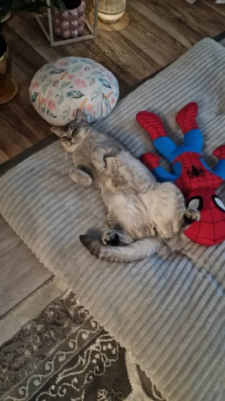 Tom