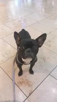 Nala