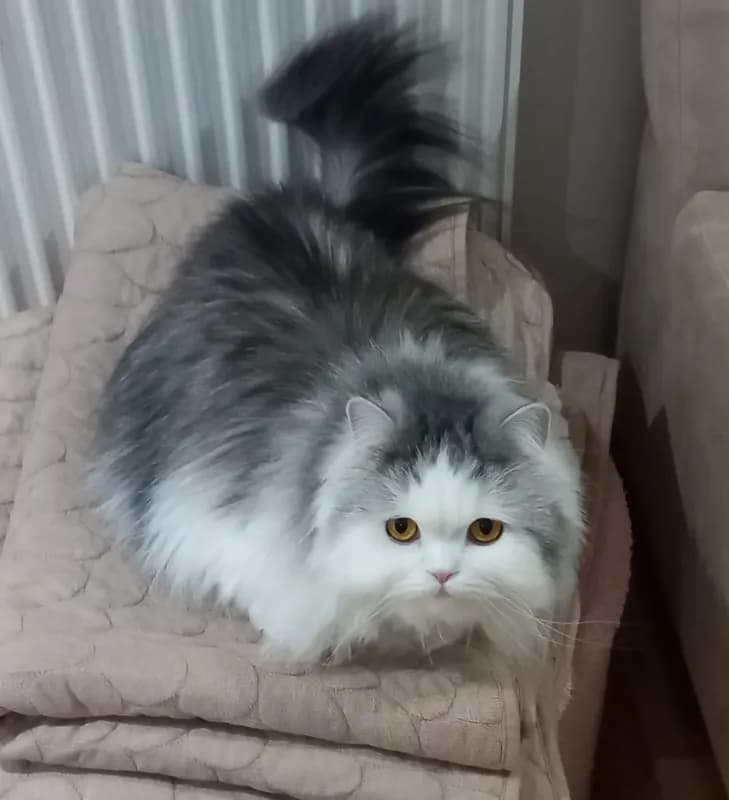Oggy