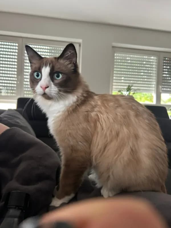 Schnurrzbert