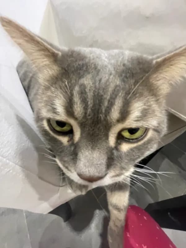 Milo