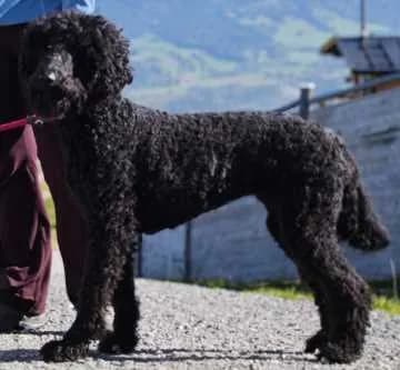 Lotti