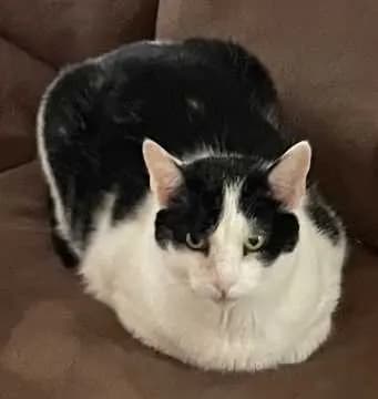 Rocky