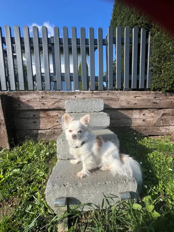 Teddy