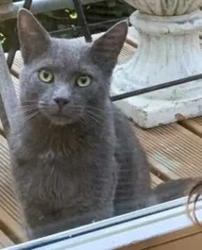 Merlin