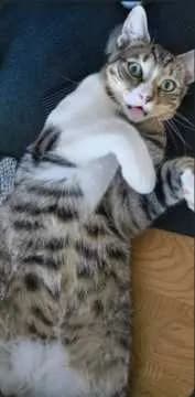 Simba